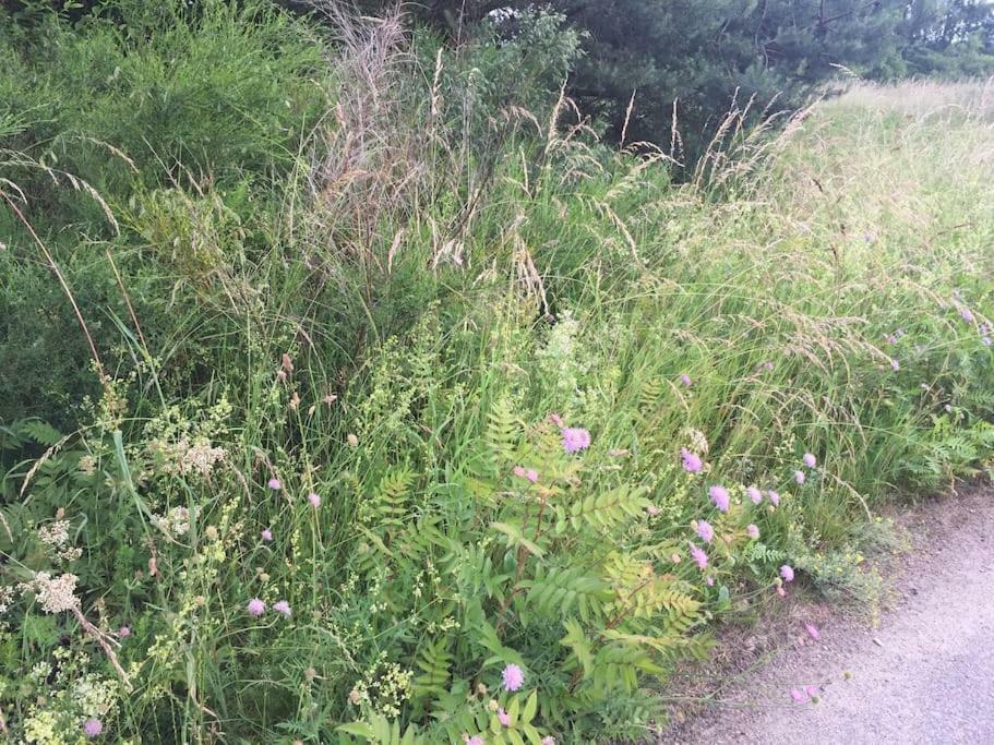 Entspannung In Der Schoenen Lueneburger Heide Gohrde Buitenkant foto